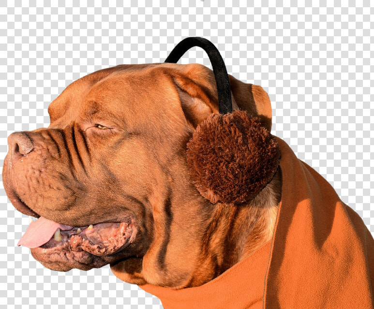 Dog  Ear Muffs  Fun  Cute  Pet  Animal  Domesticated   Ear Mite N Dogs  HD Png DownloadTransparent PNG