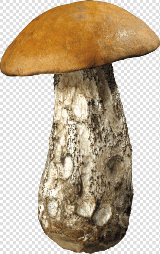 Large Forest Mushroom   Forest Mushrooms Png  Transparent PngTransparent PNG