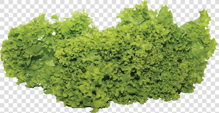 Vegetable Plants Png   Salad Vegetable Png  Transparent PngTransparent PNG