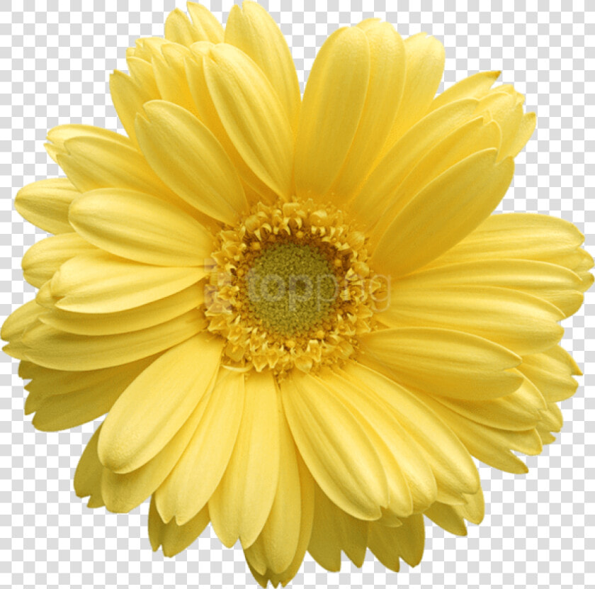 Free Daisy Public Domain Flower Images And Clipart   Yellow Daisy Flower Png  Transparent PngTransparent PNG