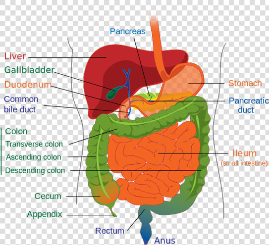 A Diagram Of The Lower Gastrointestinal Tract  HD Png DownloadTransparent PNG