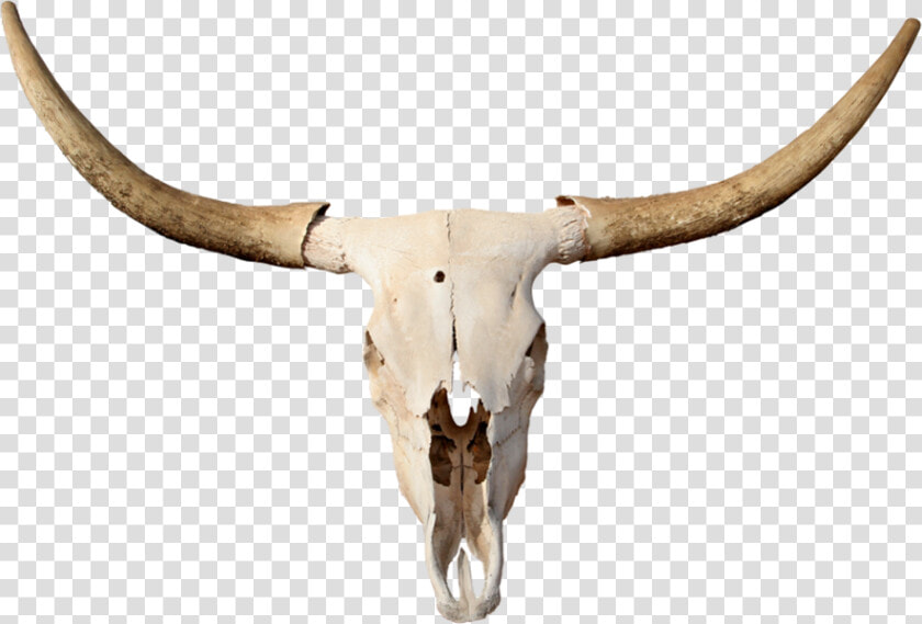 Skulls Transparent Longhorn   Transparent Bull Skull Png  Png DownloadTransparent PNG