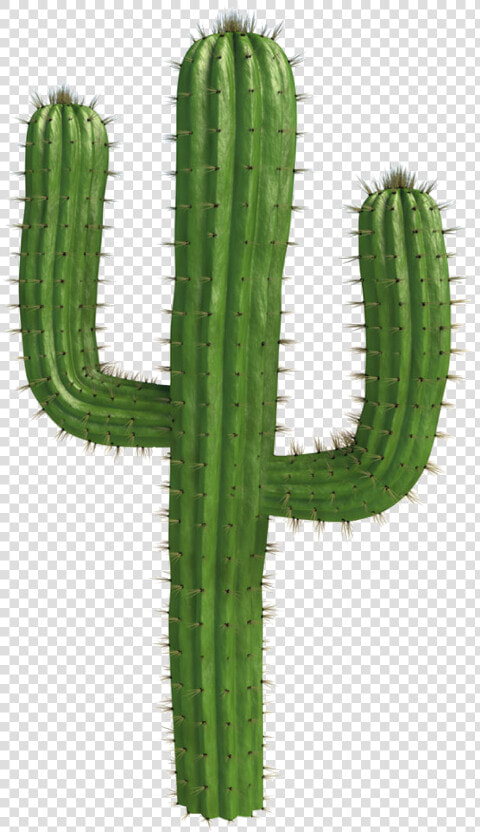  cactus  plants  desert  freetoedit   Bnha Memes  HD Png DownloadTransparent PNG