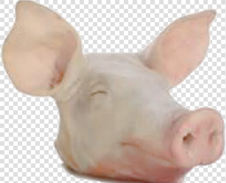 Domestic Pig   Png Download   Pig Head Png  Transparent PngTransparent PNG