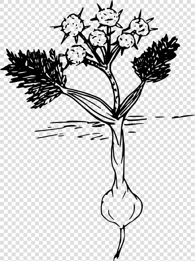 Biscuit Root Clip Arts   Easy Drawings Of Biscuitroot  HD Png DownloadTransparent PNG