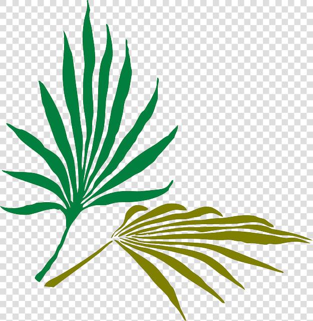 Palm Frond Clip Art  HD Png DownloadTransparent PNG