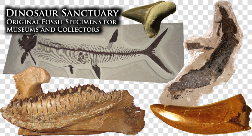 Supplying The World S Finest Museums With Fossil Specimens   Museum  HD Png DownloadTransparent PNG