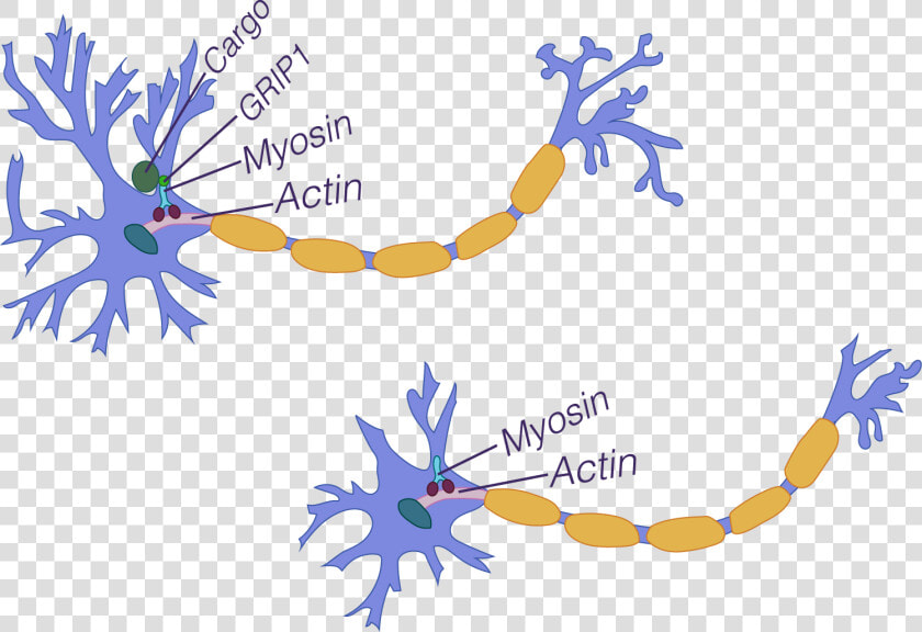 Neuron Branching With Grip1  Neuron Branching Without   Biopsychology Structure Of A Neuron  HD Png DownloadTransparent PNG