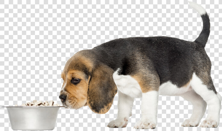 Severe Cases Of Dog Flu   Beagle harrier  HD Png DownloadTransparent PNG