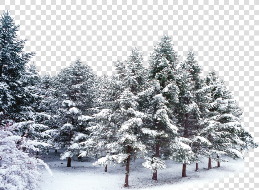  trees  forest  winter  snow  frost   Snow Covered Trees Png  Transparent PngTransparent PNG