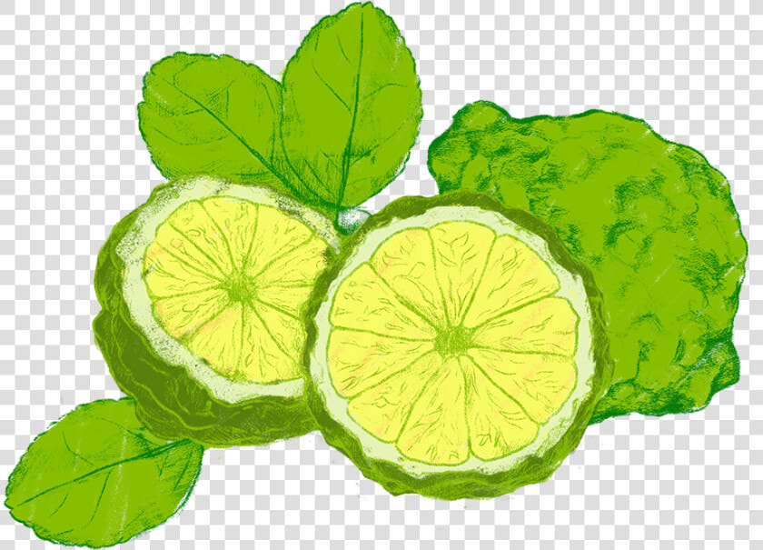 Transparent Cartoon Lemon Png   Persian Lime  Png DownloadTransparent PNG