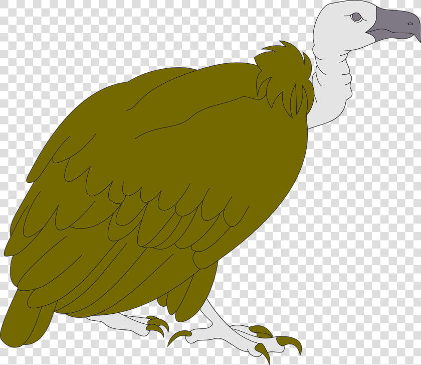 Turkey Vulture Clipart  HD Png DownloadTransparent PNG