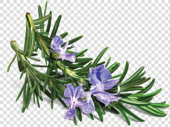 Rosemary Transparent  HD Png DownloadTransparent PNG