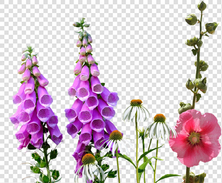 Transparent Wild Flowers Png   Wildflowers Png  Png DownloadTransparent PNG