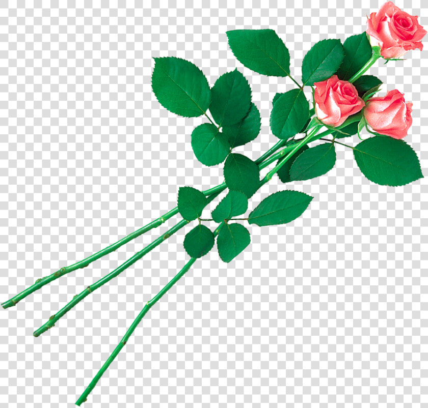 Transparent Clipart Image Pink Rose Png With Leaf   Yellow Colour Rose Flower Png Hd  Png DownloadTransparent PNG