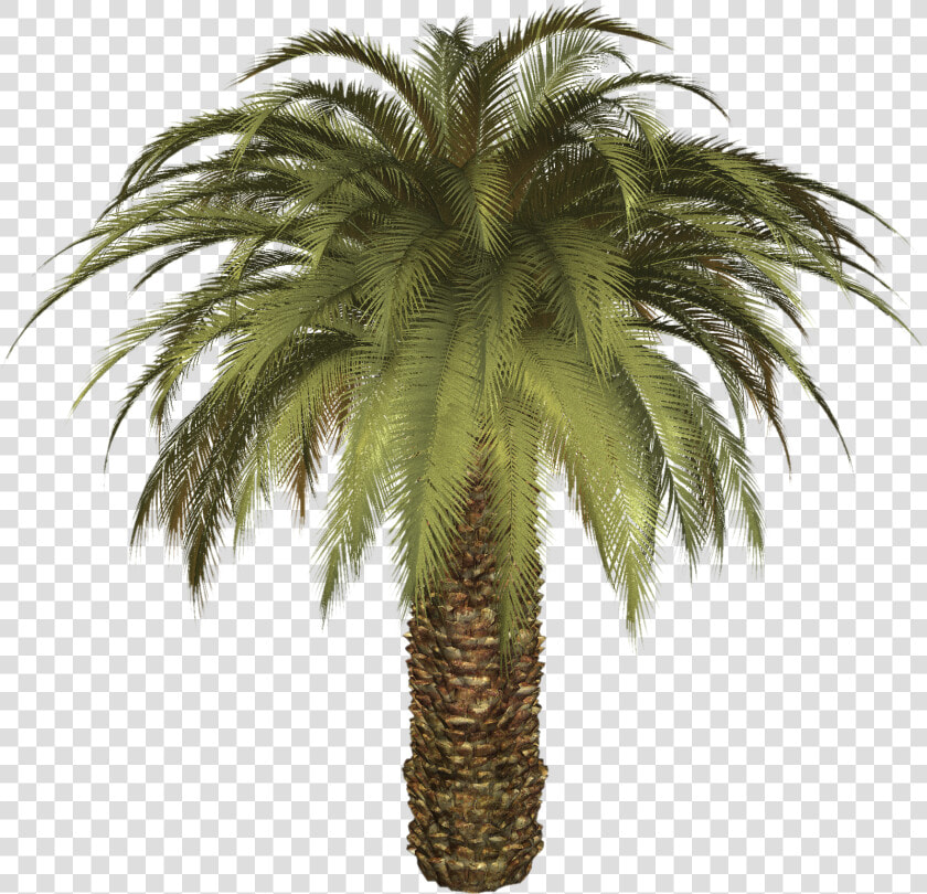 Palm Tree Png   Big Palm Tree Png  Transparent PngTransparent PNG