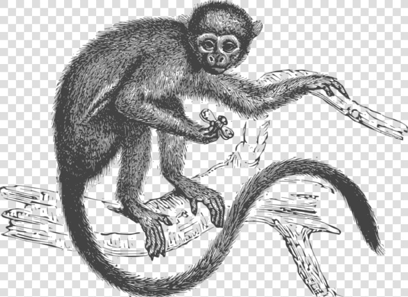 Drawing spider Monkey primate   Aap Tekeningen Aan Een Tak  HD Png DownloadTransparent PNG