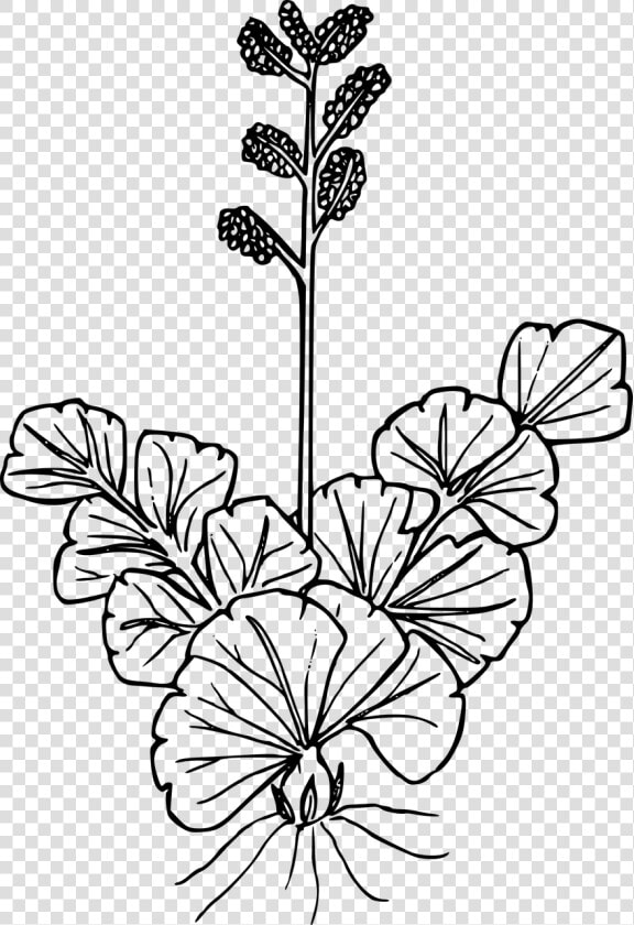 Collection Of Free Wildflower Drawing Jasmine Flower   Wildflower Drawing  HD Png DownloadTransparent PNG