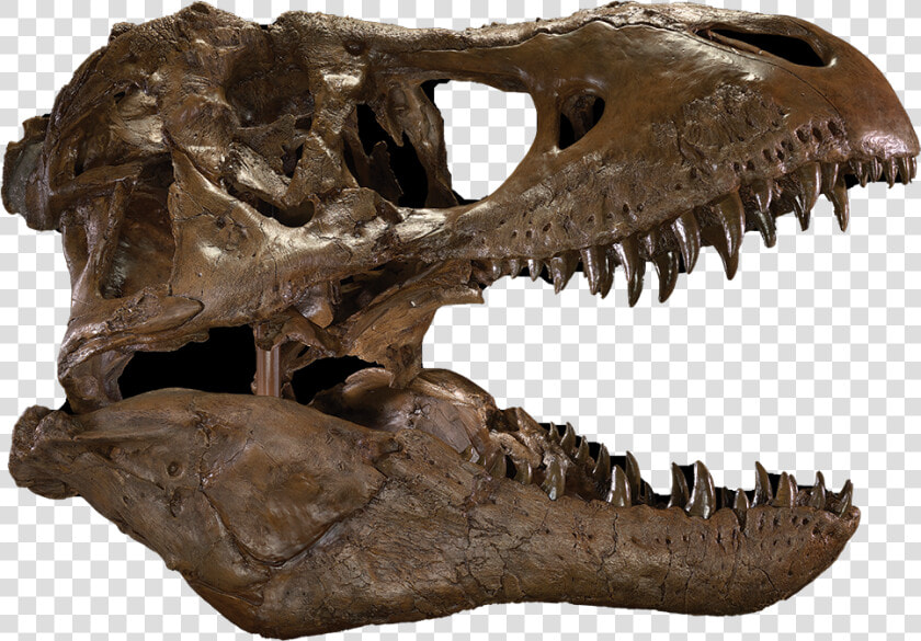 Transparent Dinosaur Skull Png   T Rex Skull Png  Png DownloadTransparent PNG