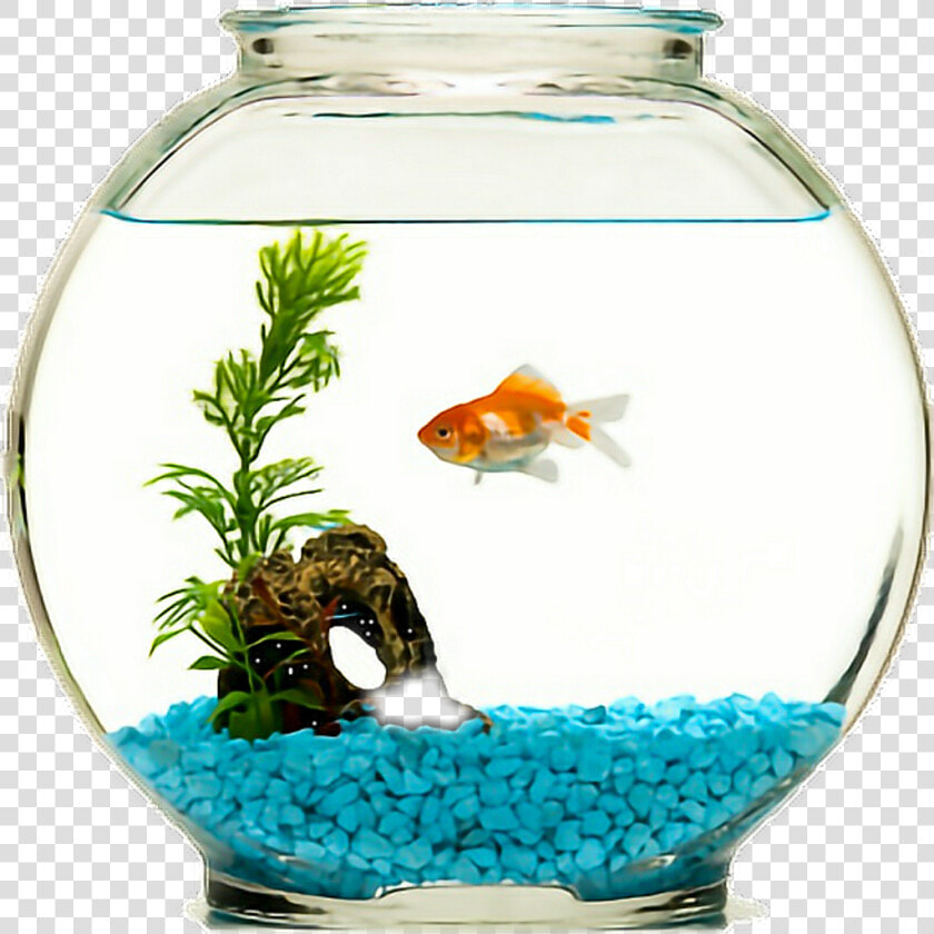 Goldfish Bowl   Png Download   Goldfish Bowl Png  Transparent PngTransparent PNG