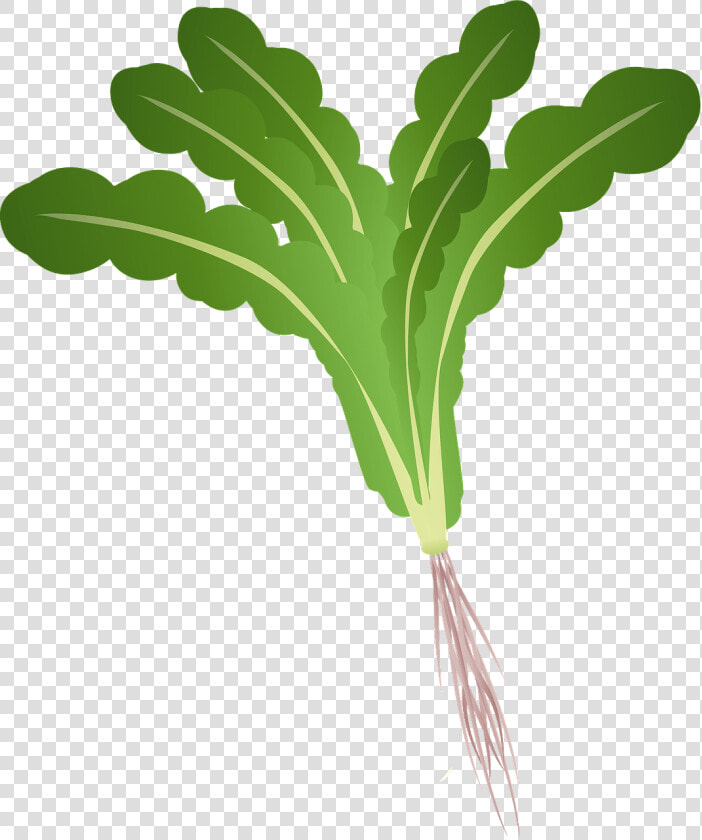 Beet Greens  HD Png DownloadTransparent PNG