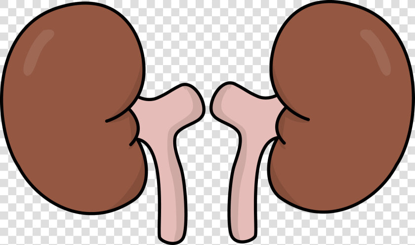 Kidneys Clipart  HD Png DownloadTransparent PNG