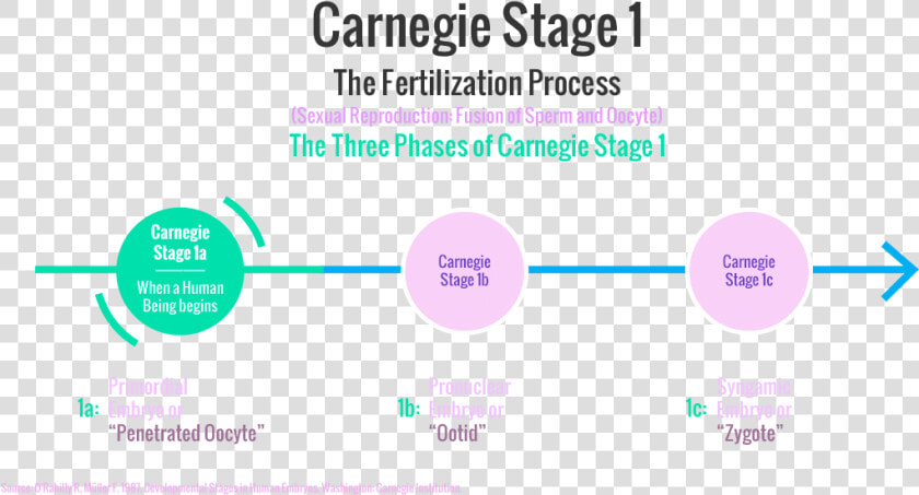 Carnegie Stages Of Human Embryonic Development   Leed Regional Priority  HD Png DownloadTransparent PNG