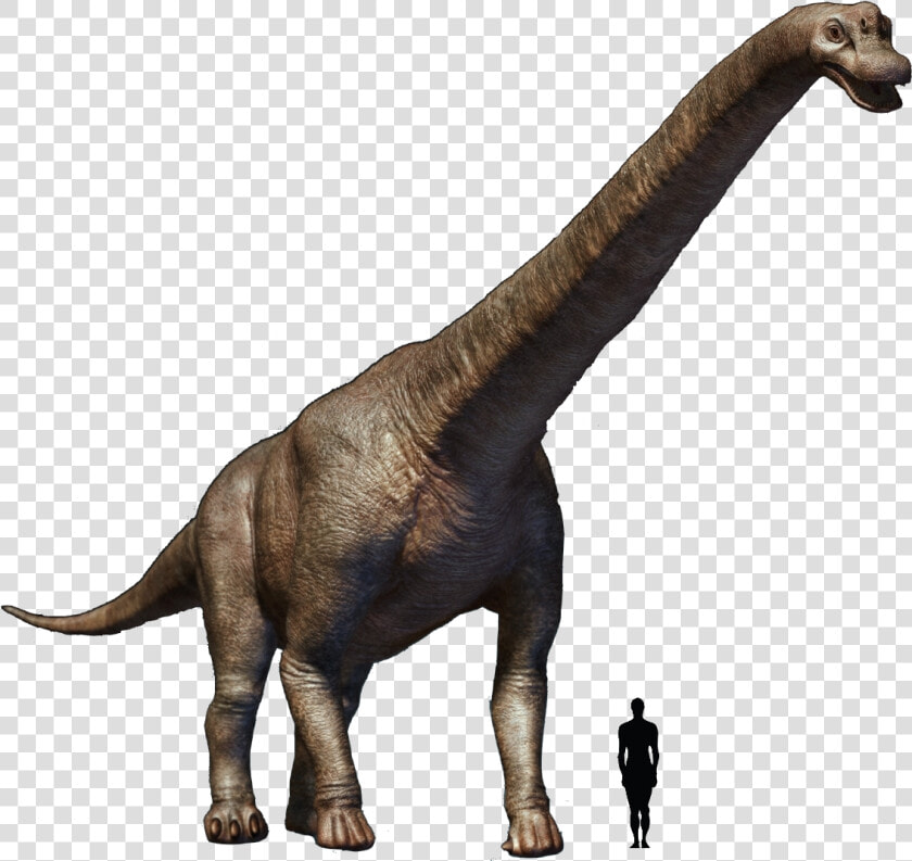 Transparent Brachiosaurus Png   Brachiosaurus Transparent  Png DownloadTransparent PNG