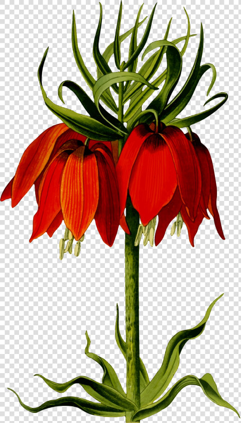 Crown Imperial Clip Arts   Crown Imperial Lily Drawing  HD Png DownloadTransparent PNG