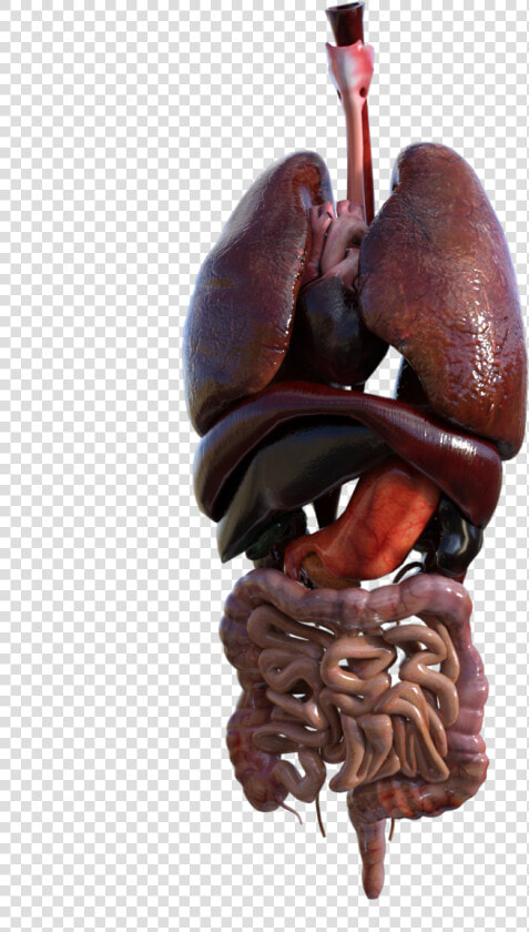 Organs Png  Transparent PngTransparent PNG