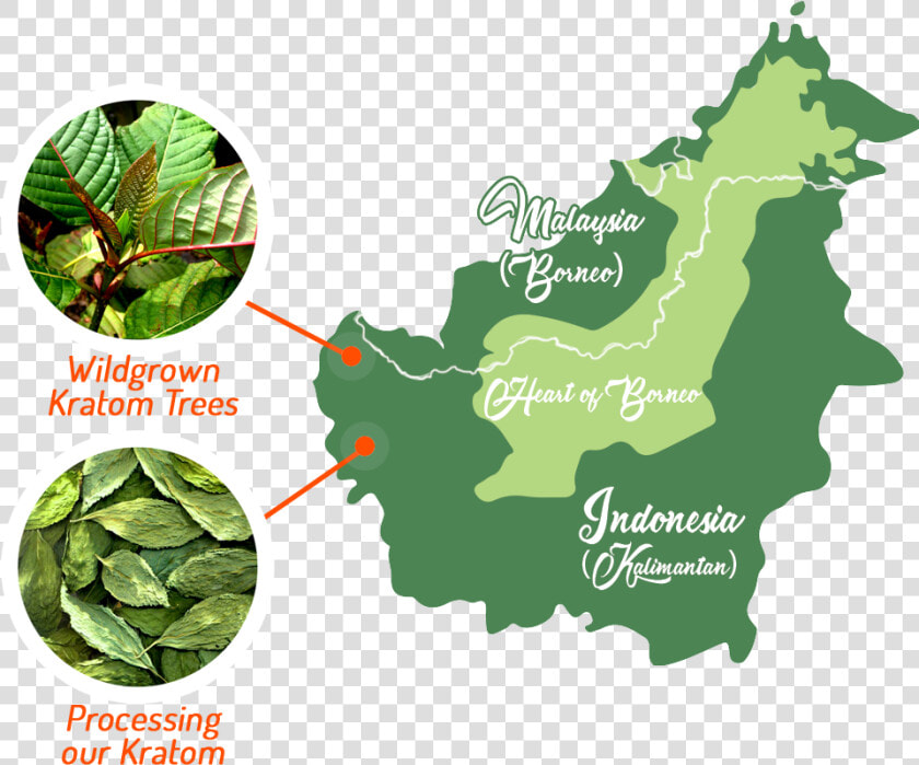 Transparent Kratom Png   Borneo Rainforest Map  Png DownloadTransparent PNG