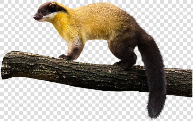 Animal  Marten  Yellow Throated Marten  Predator  Wild   Yellow Throated Marten Transparent  HD Png DownloadTransparent PNG