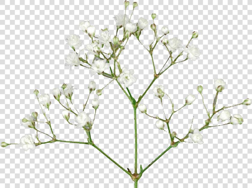 Baby S Breath Flowers Png Free Pic   Baby Breath Flower Png  Transparent PngTransparent PNG