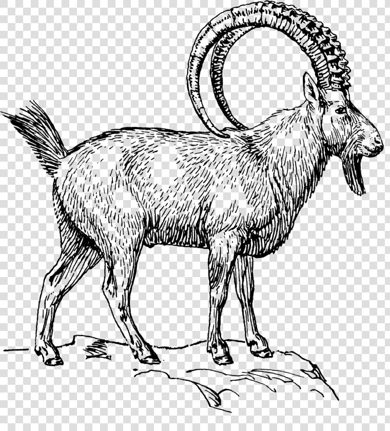 Goat 2   Ibex Clipart Black And White  HD Png DownloadTransparent PNG