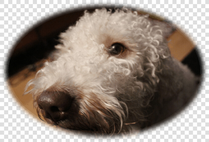 Labradoodle  HD Png DownloadTransparent PNG