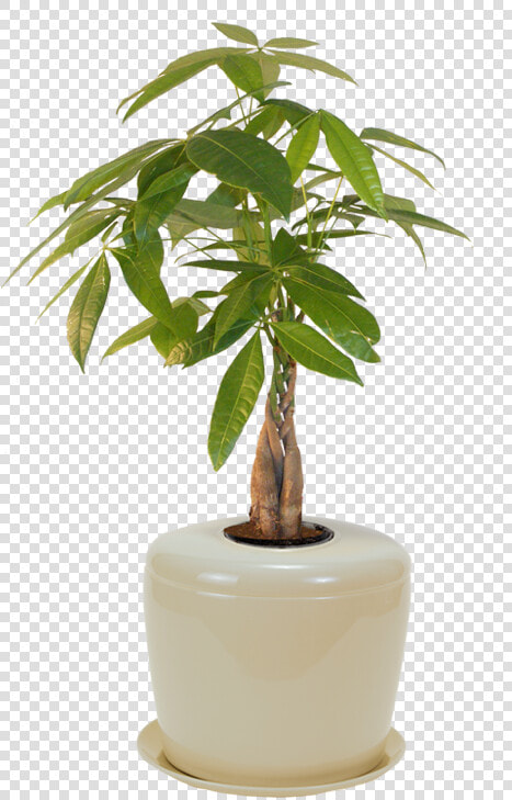 Bonsai Urn Ceramic Cremation Urn For A Bonsai Tree   Bonsai Plant For Home  HD Png DownloadTransparent PNG