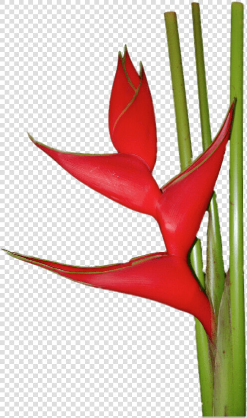 Red Heliconia   Heliconia Flower Gif  HD Png DownloadTransparent PNG