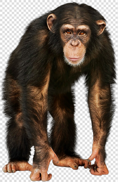 Monkey Face Ladyjeka   Monkey Png  Transparent PngTransparent PNG