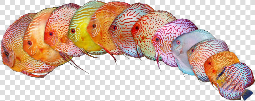 Transparent Peces Png   Pez Disco Full Hd  Png DownloadTransparent PNG