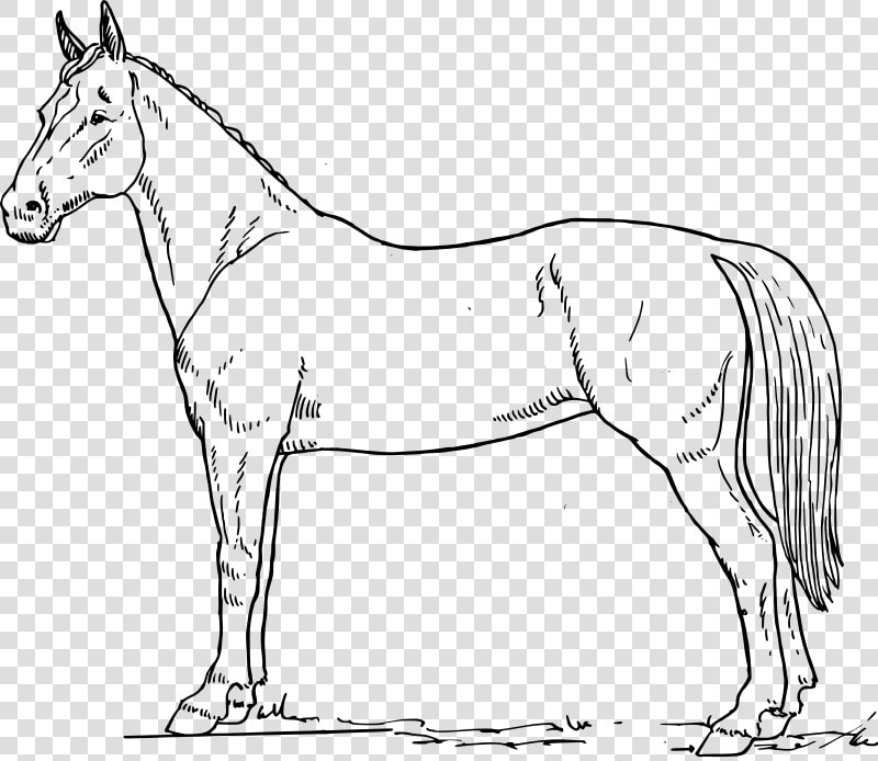 Free Vector Horse Scheme   Horse Black And White Drawing  HD Png DownloadTransparent PNG