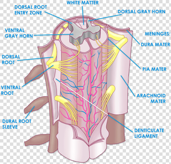 Image Result For Spinal Cord Meninges   Spinal Cord Meninges Anatomy  HD Png DownloadTransparent PNG