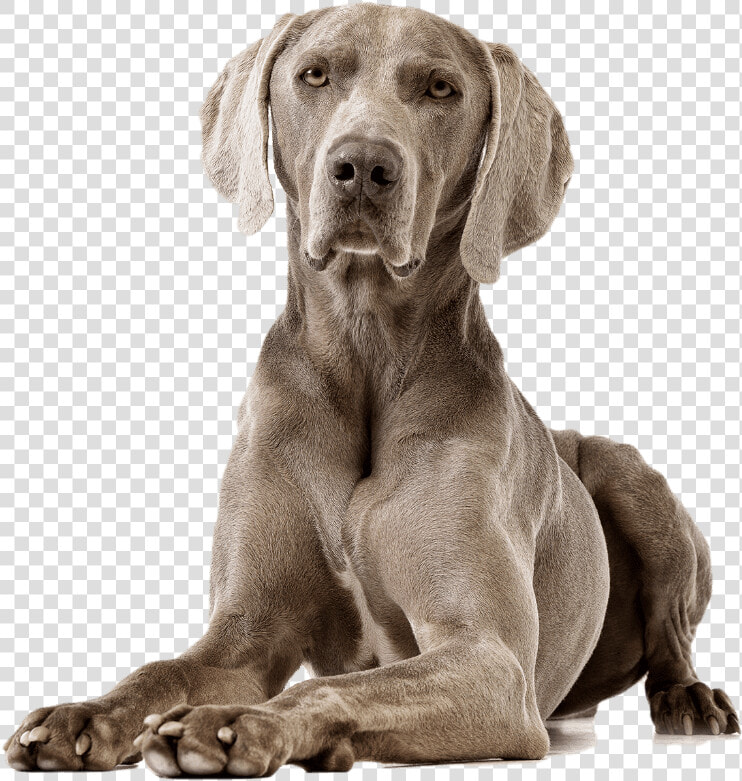 Weimaraner  HD Png DownloadTransparent PNG