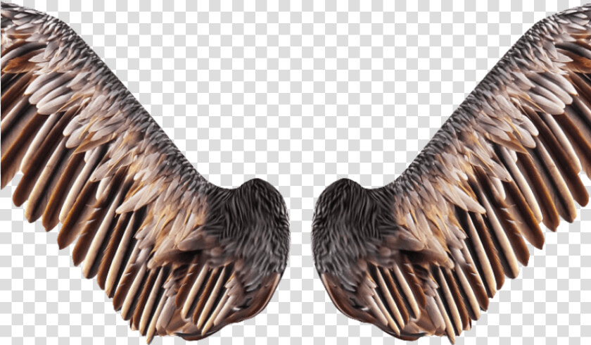 Realistic Bird Wings Png Free Stock Image   Bird Wings Transparent Background  Png DownloadTransparent PNG