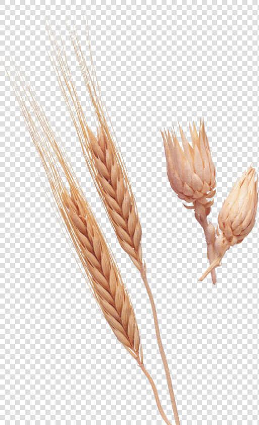 Wheat Png Image   Plantação De Trigo Espigas  Transparent PngTransparent PNG