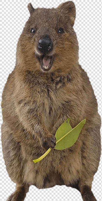 Smiling Quokka   Quokka Png  Transparent PngTransparent PNG