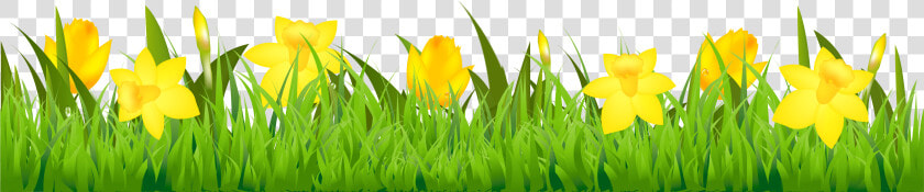 Easter Clipart Daffodil   Daffodil Clipart Border  HD Png DownloadTransparent PNG