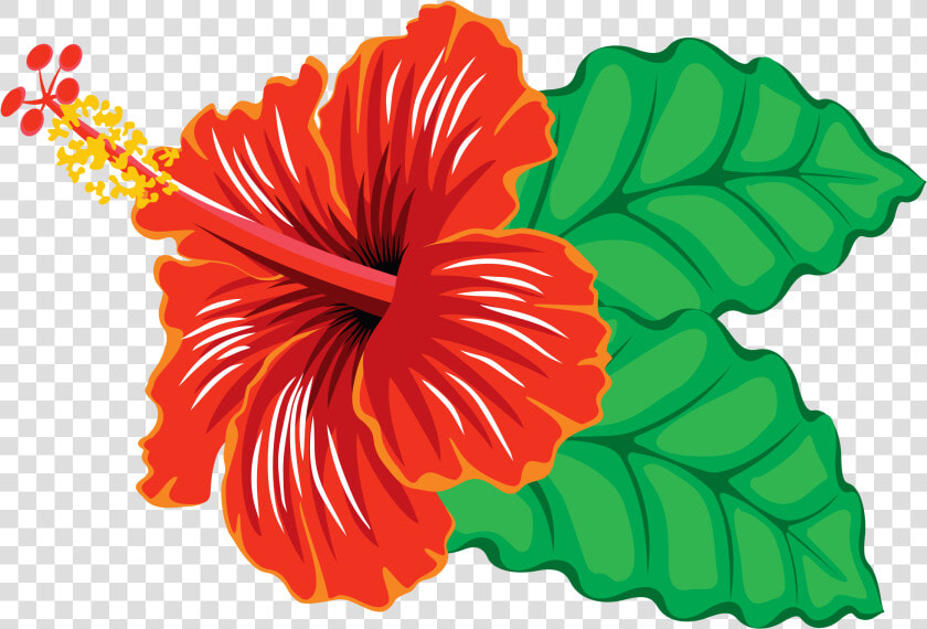 Flower  Hibiscus  Tropical   Hibiscus Clipart  HD Png DownloadTransparent PNG