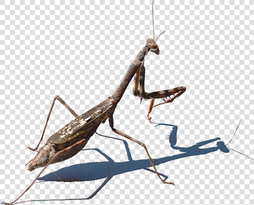 Mantis Png Hd Image   Praying Mantis Transperent  Transparent PngTransparent PNG