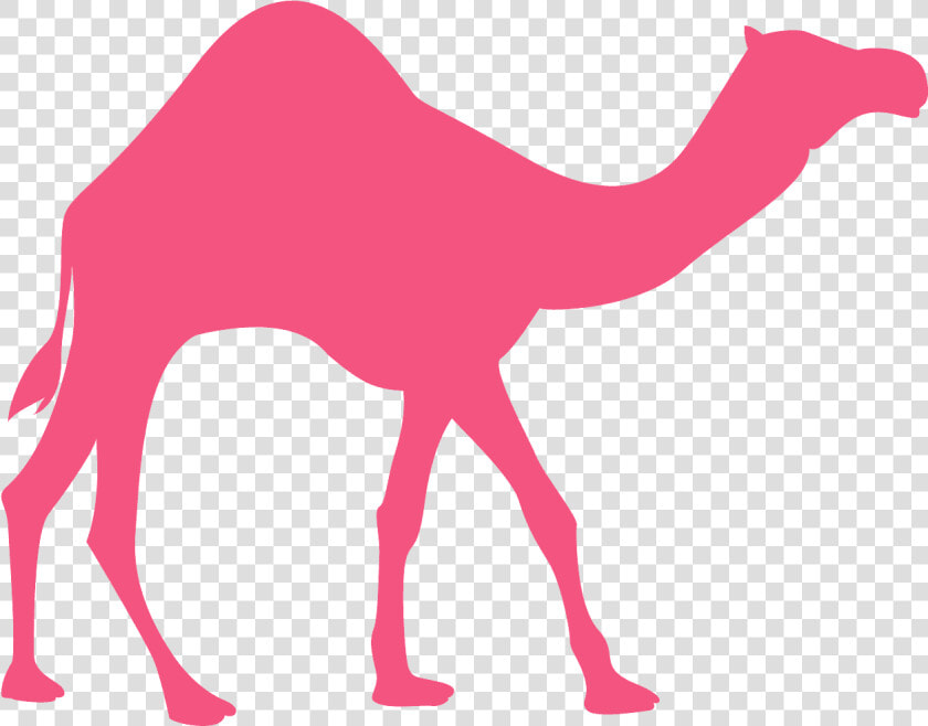 Arabian Camel  HD Png DownloadTransparent PNG