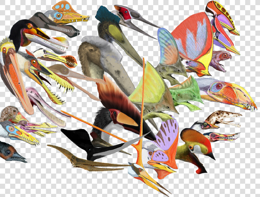 Pterosaurs Head Crests   Pterosaur Head Crest  HD Png DownloadTransparent PNG